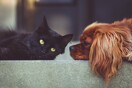 Κατοικίδια: Πώς μπορεί να αντιμετωπιστεί το άγχος του αποχωρισμού- Μία κτηνίατρος συμβουλεύει