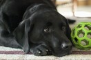 «Οι σκύλοι καταλαβαίνουν πότε τους λέμε ψέματα»- Τι έδειξε νέα έρευνα