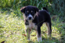 Χαλκιδική: Πέντε νεκρά σκυλιά βρήκε δημοτικός υπάλληλος 