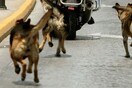Νεκρή 68χρονη από επίθεση σκυλιών στα Άνω Λιόσια 