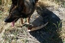 Κρήτη: Δηλητηρίασαν τέσσερα σκυλιά και μια γάτα με φόλες