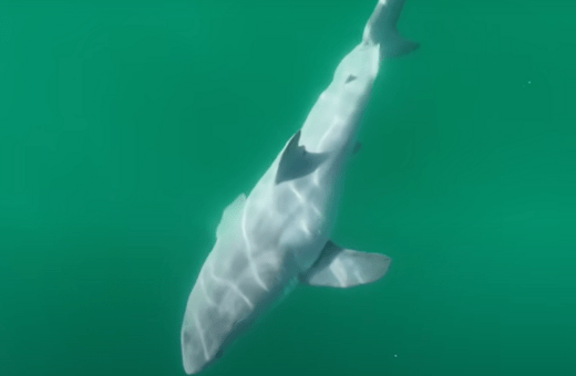 Ερευνητές κατέγραψαν τις πρώτες ίσως εικόνες νεογέννητου λευκού καρχαρία