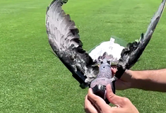 Ταριχευμένα πουλιά μετατρέπονται σε drones 