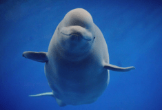 «Free Bella»: Εκστρατεία για την απελευθέρωση της φάλαινας μπελούγκα που ζει σε ενυδρείο της Σεούλ