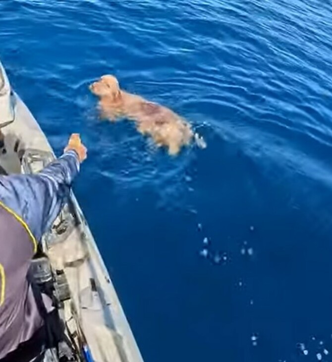 Tiktoker έσωσε σκυλάκι από τη θάλασσα στα ανοιχτά της Πάρου