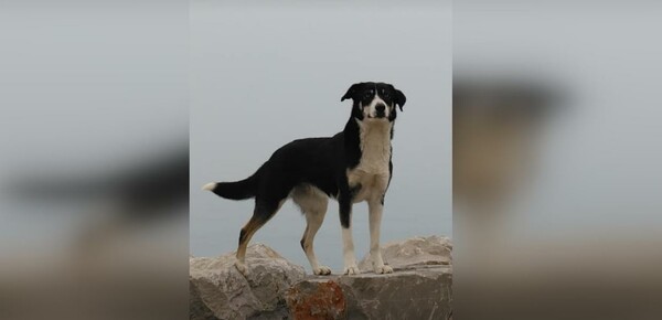 Έχασε τον σκύλο του στους Κήπους Έβρου και τον βρήκε έναν χρόνο μετά στη Σερβία!